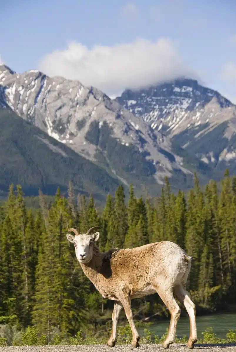 Jasper National Park