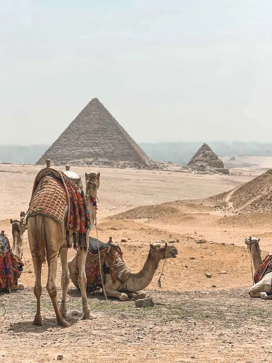 Camels and Pyramids of Giza Cairo, Egypt