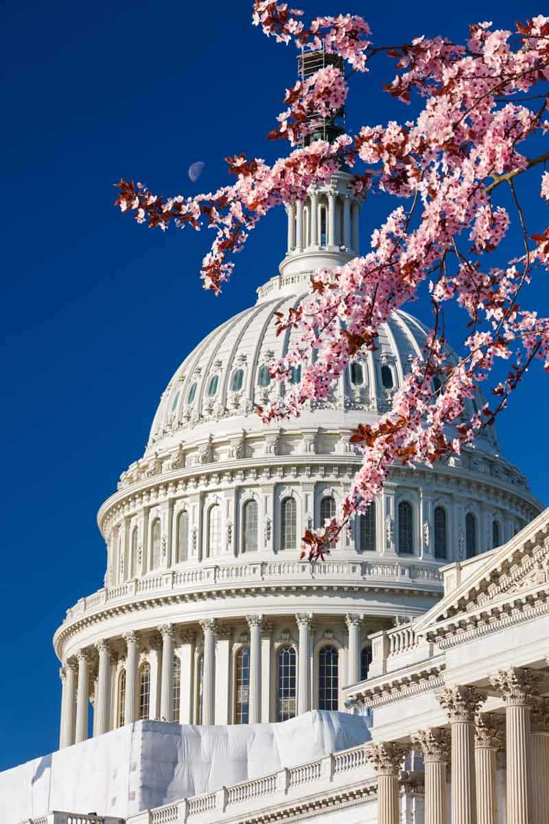 Cherry Blossom Season