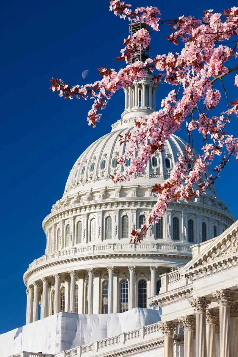 Cherry Blossom Season