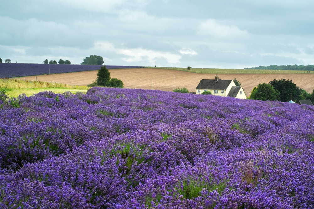 Cotswold Lavender Farm