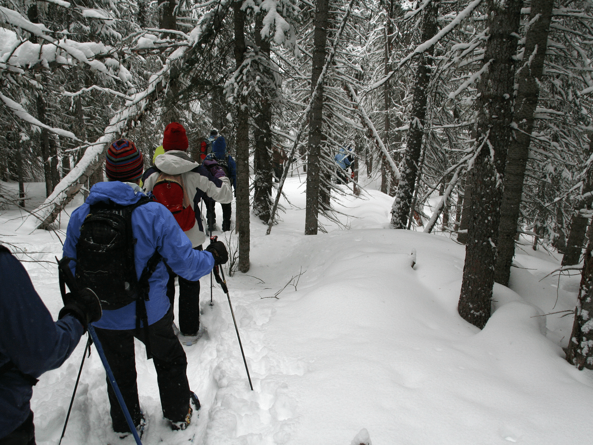 snowshoe hikers in deep new snow in woods