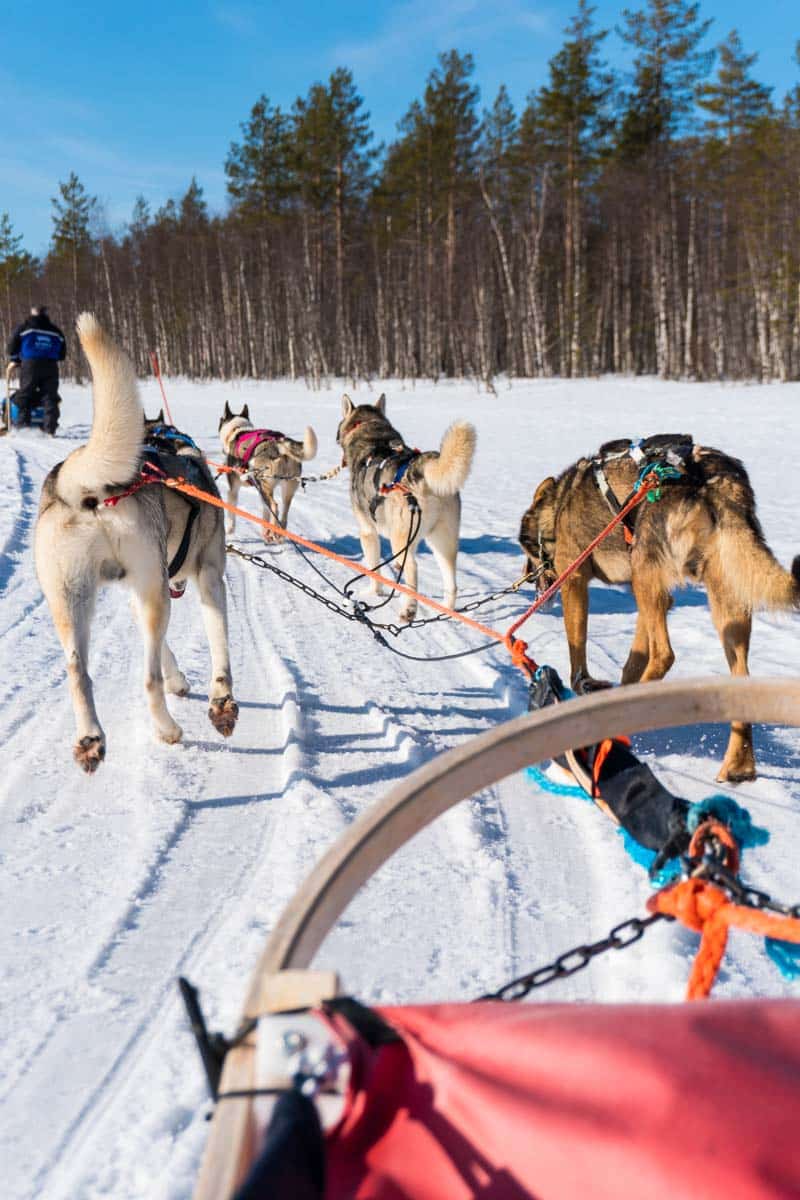 Husky Dog Sledding Rovaniemi