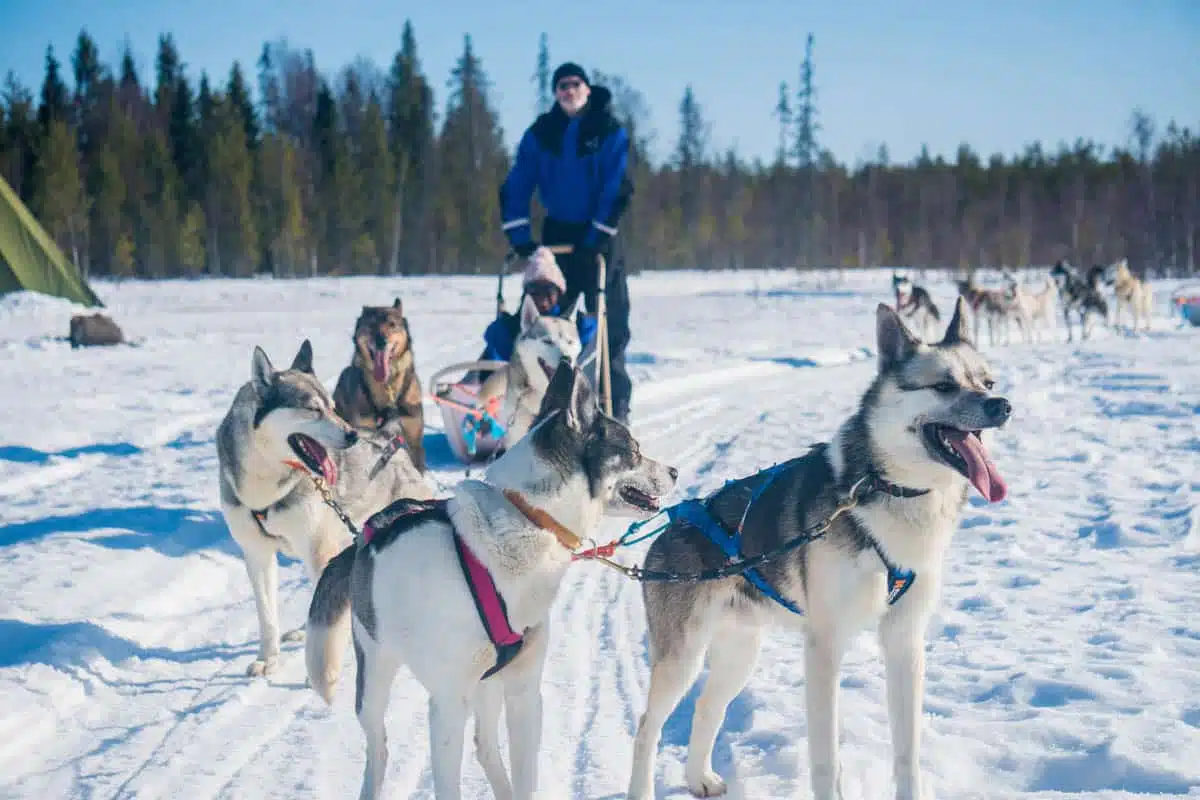 Husky Dog Sledding Rovaniemi-7