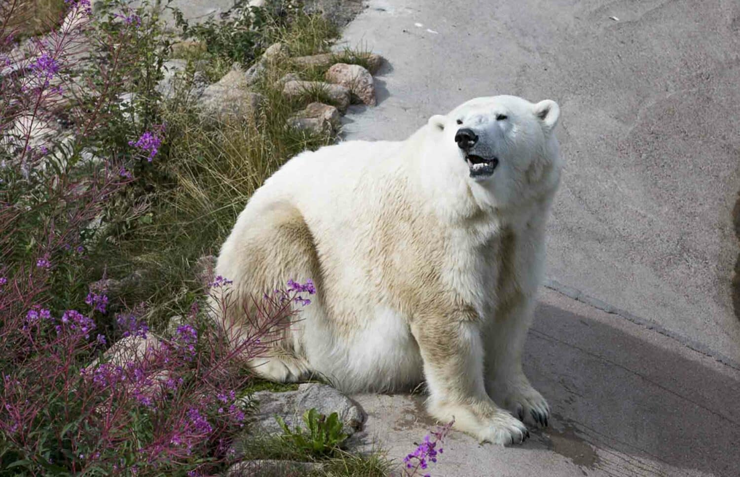 Ranua Zoo - Polar Bear