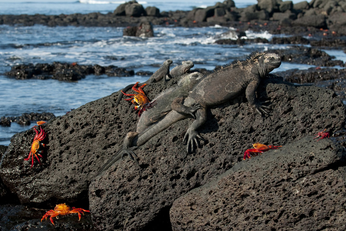 Santa Cruz Island