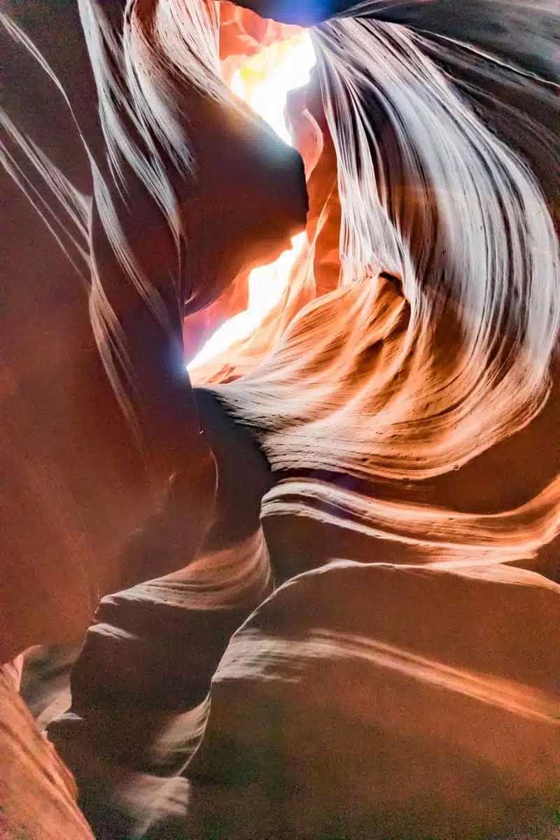 Canyon Antelope