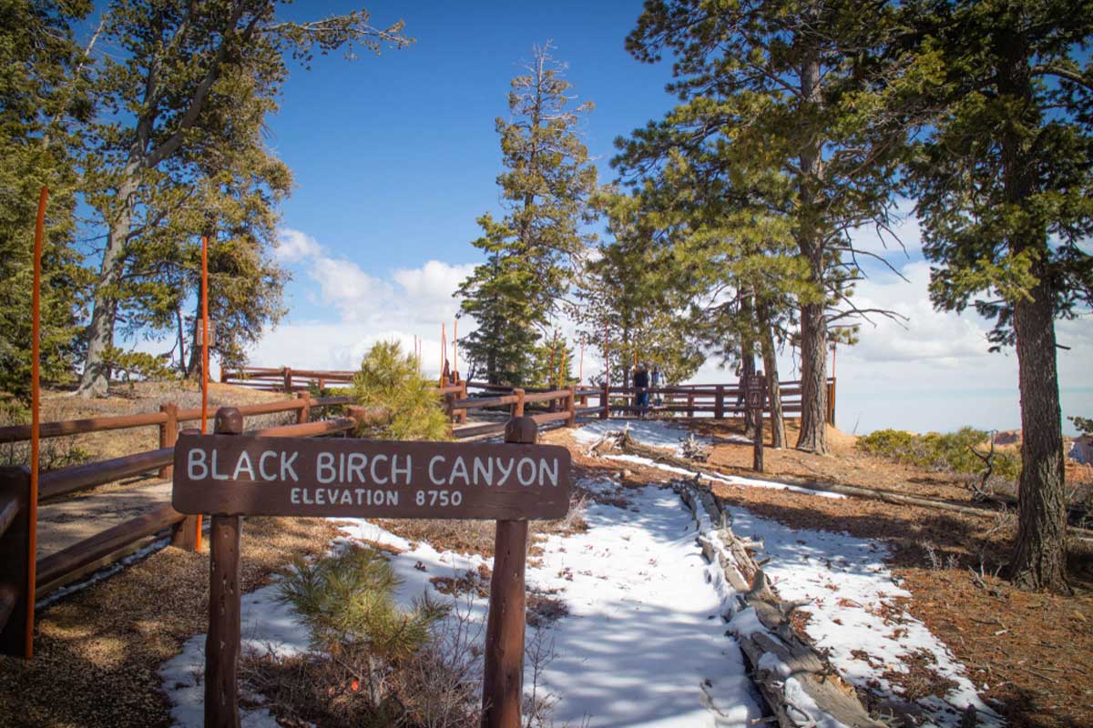Black Birch Canyon