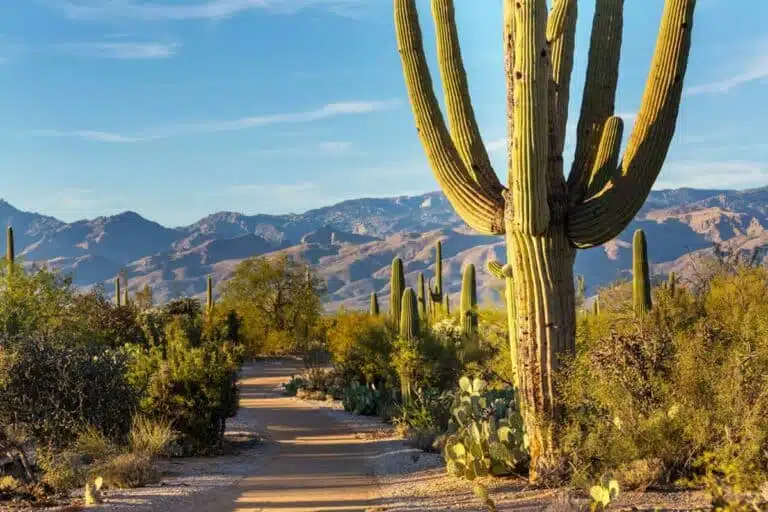 Incredible Saguaro National Park Hikes: Trails to Help You Discover Saguaro
