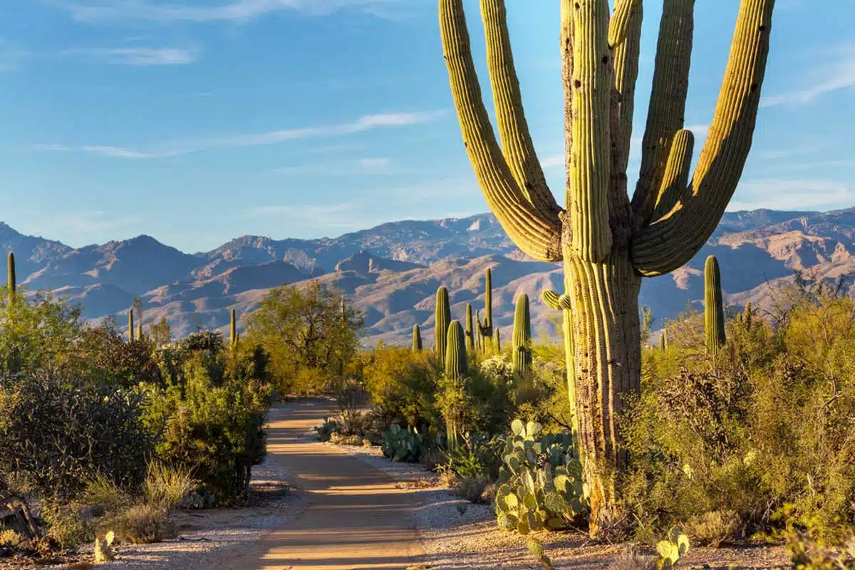 Saguaro-National-Park