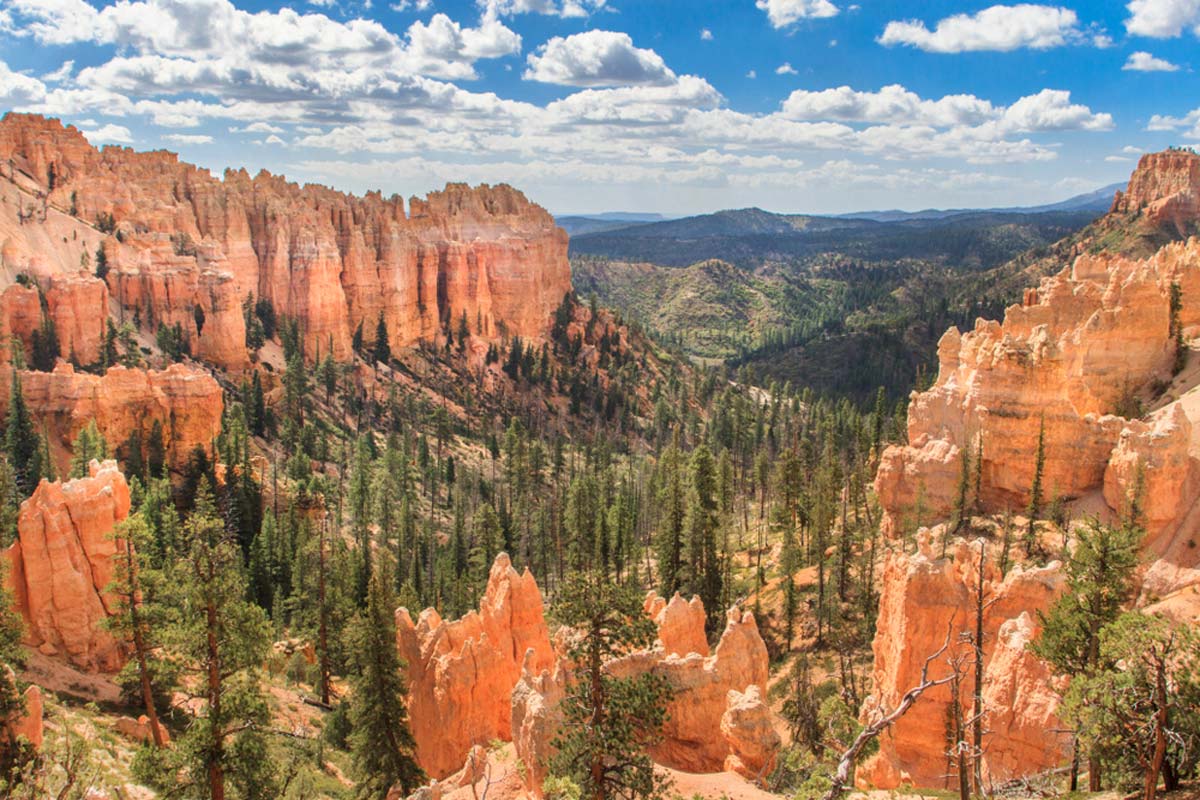 Swamp Canyon