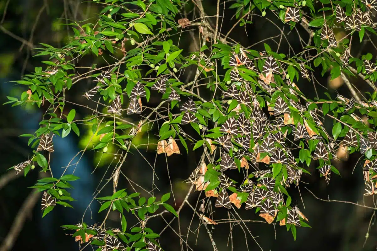 Butterflies Valley Greece