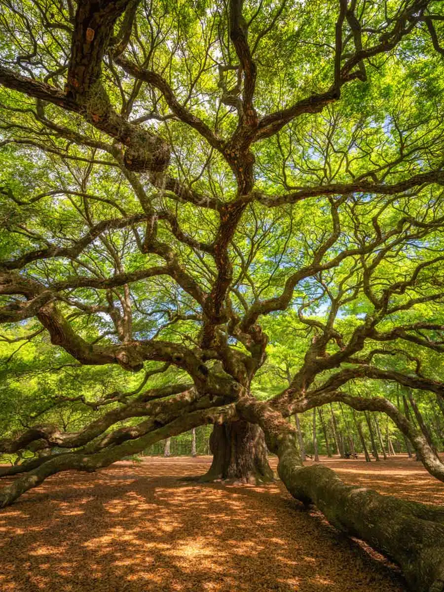 Angel Oak 