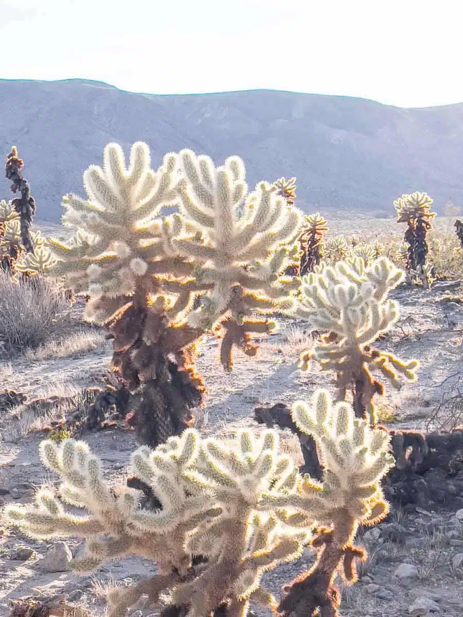 Cholla Cactus Garden Joshua Tree National Park