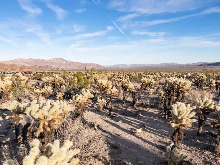 The Best Time to Visit Joshua Tree National Park