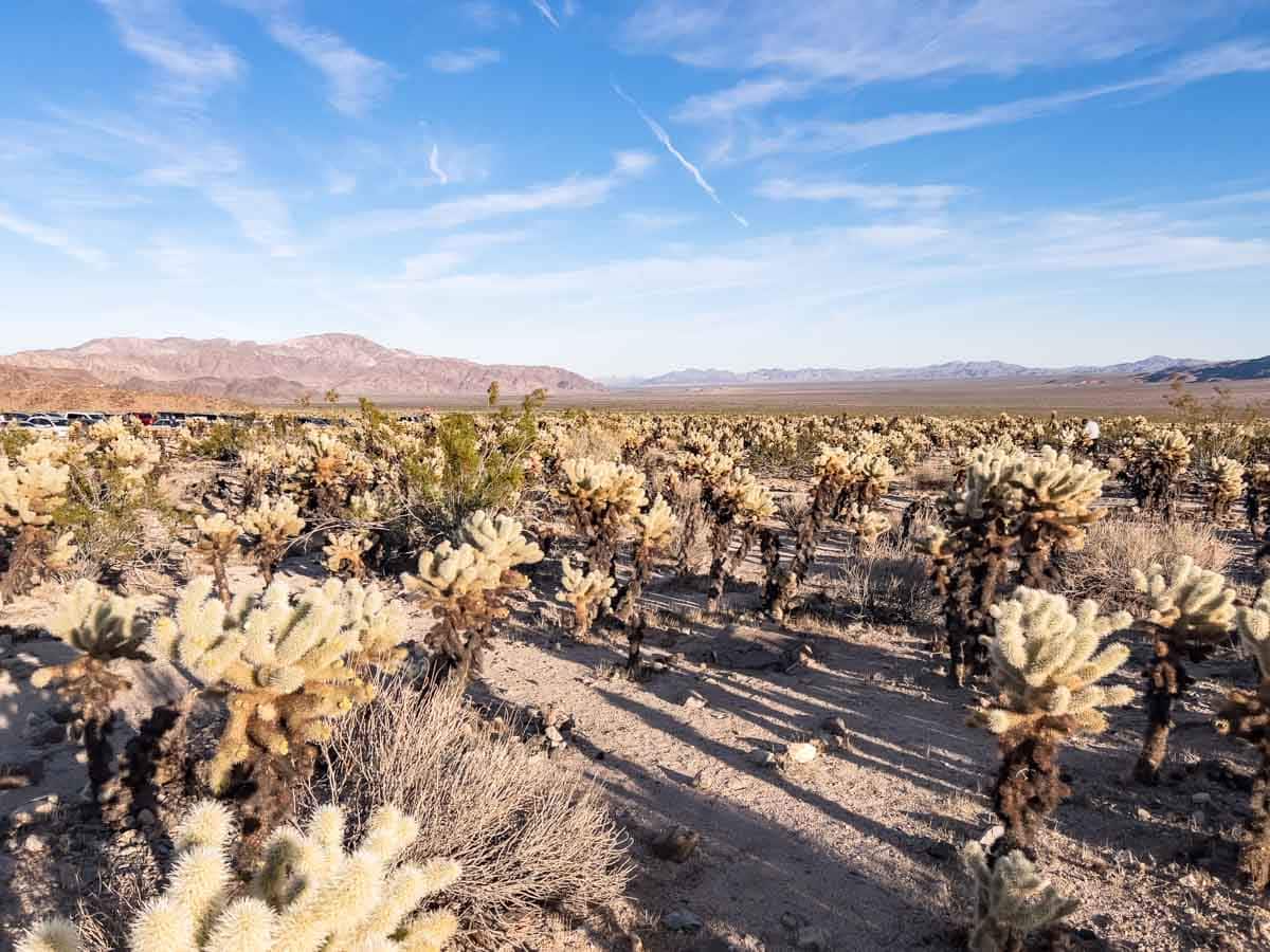 Stunning Hikes In Palm Springs The Discoveries Of stunning-hikes-in-palm-springs-the-discoveries-of