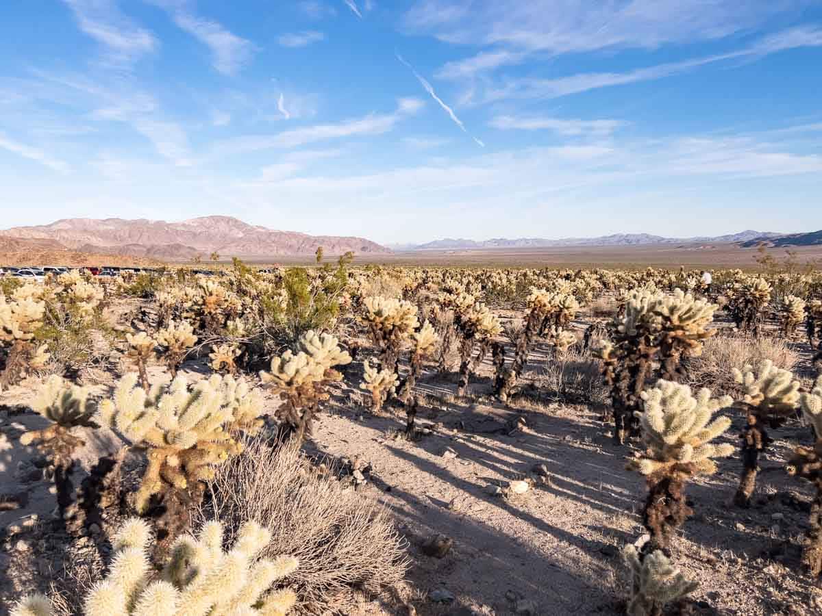 Cholla Cactus Garden Joshua Tree National Park