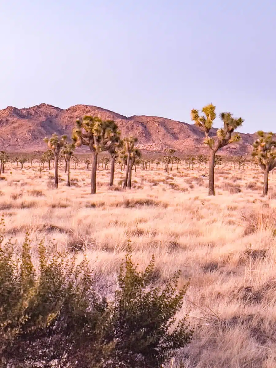 Joshua Tree National Park