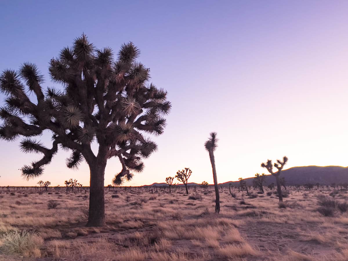 are dogs allowed in joshua tree