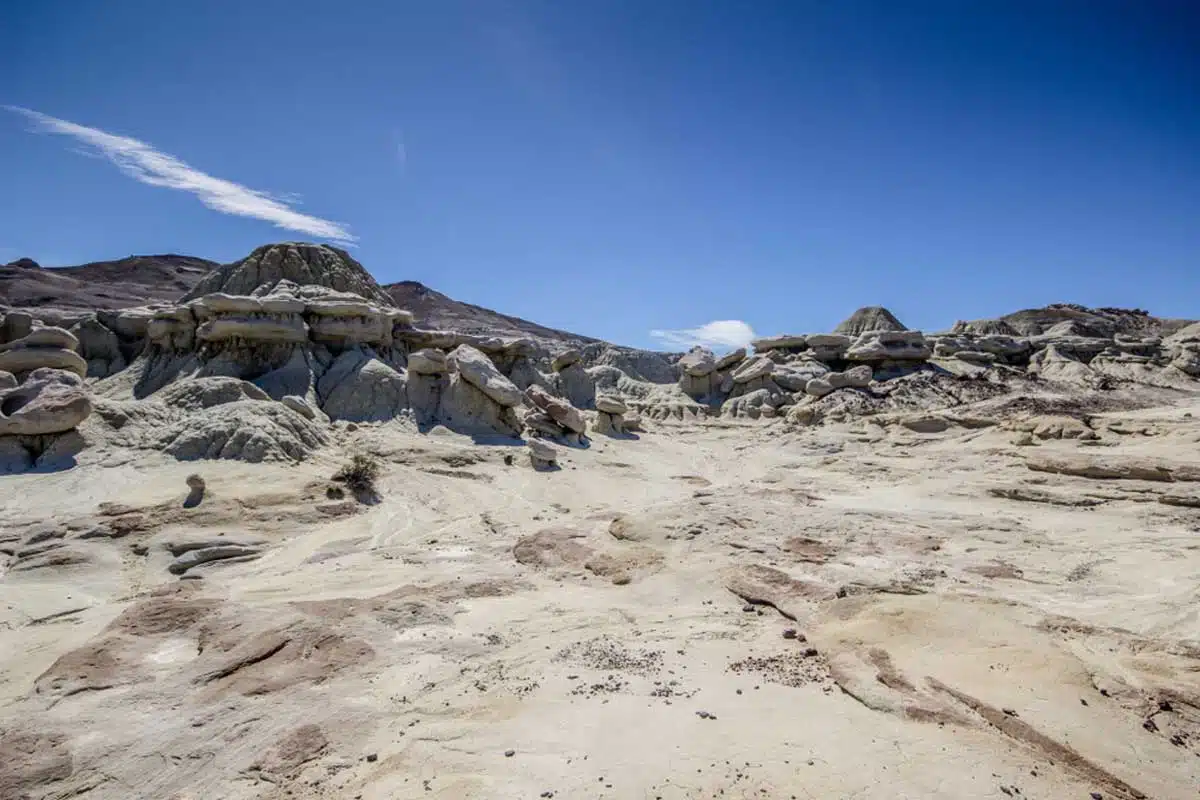 La Leona Petrified Forest