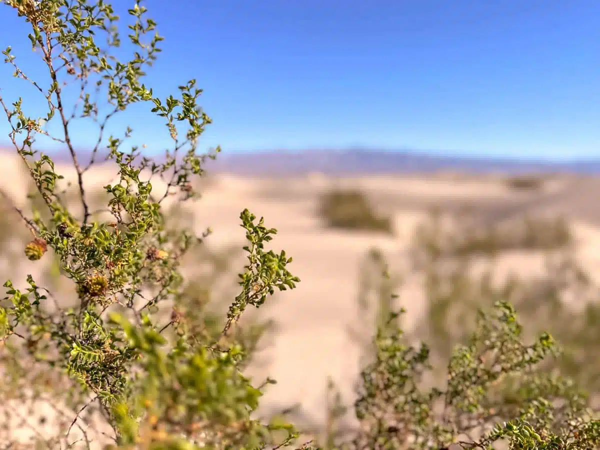 Mesquite Sand Dunes Death Valley National Park-5