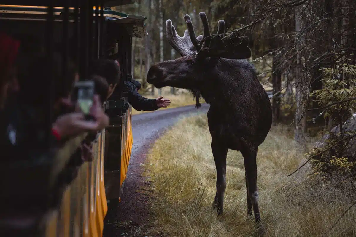 Moose Safari