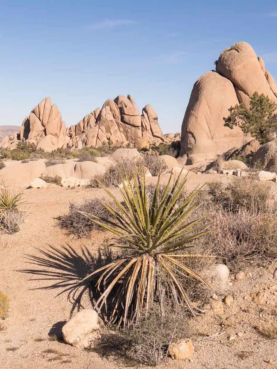 Skull Rock Hike Joshua Tree