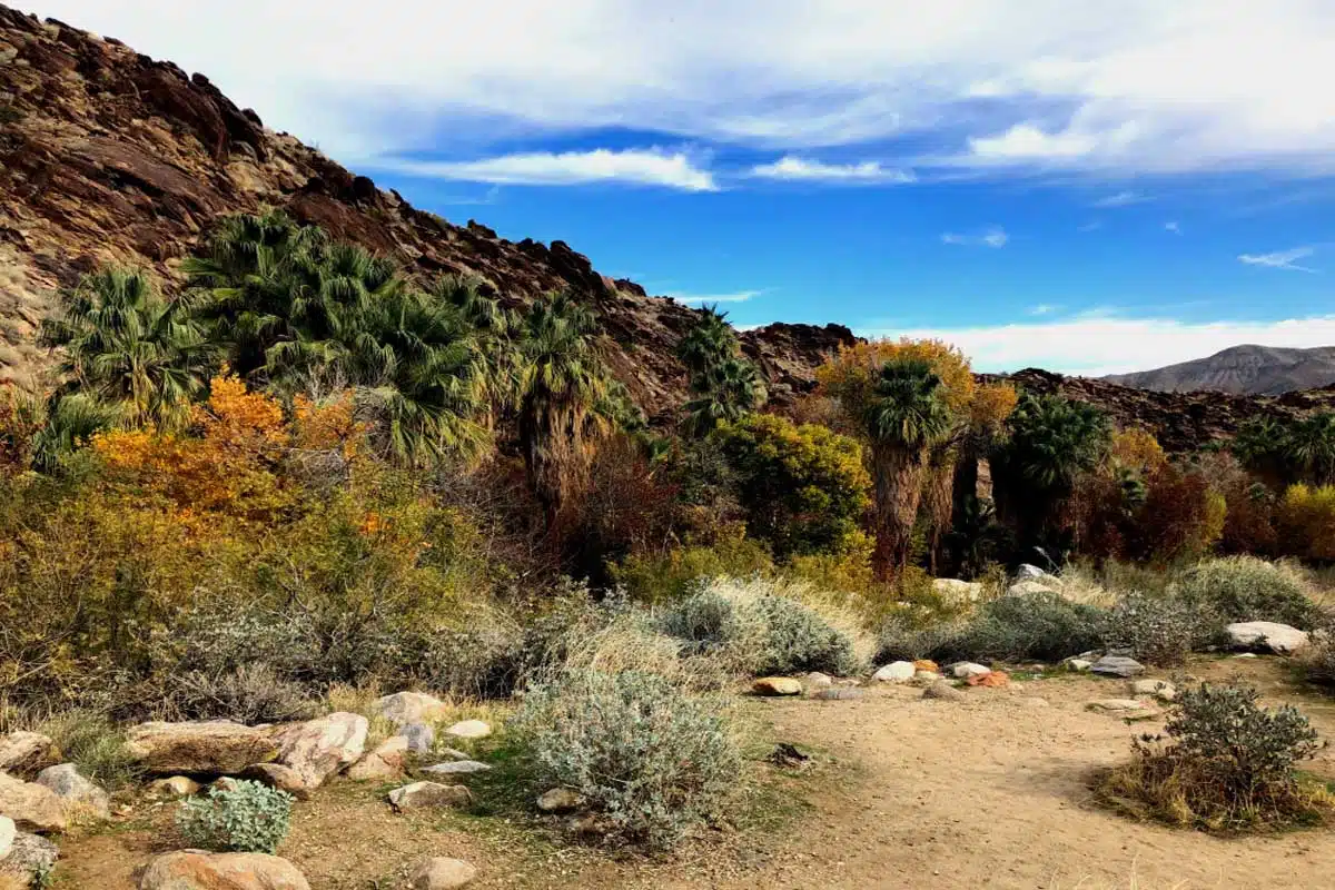 Andreas Canyon Trail, Palm Springs, CA