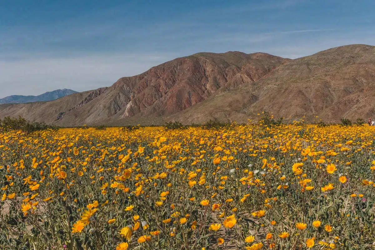 Anza Borrego State Park