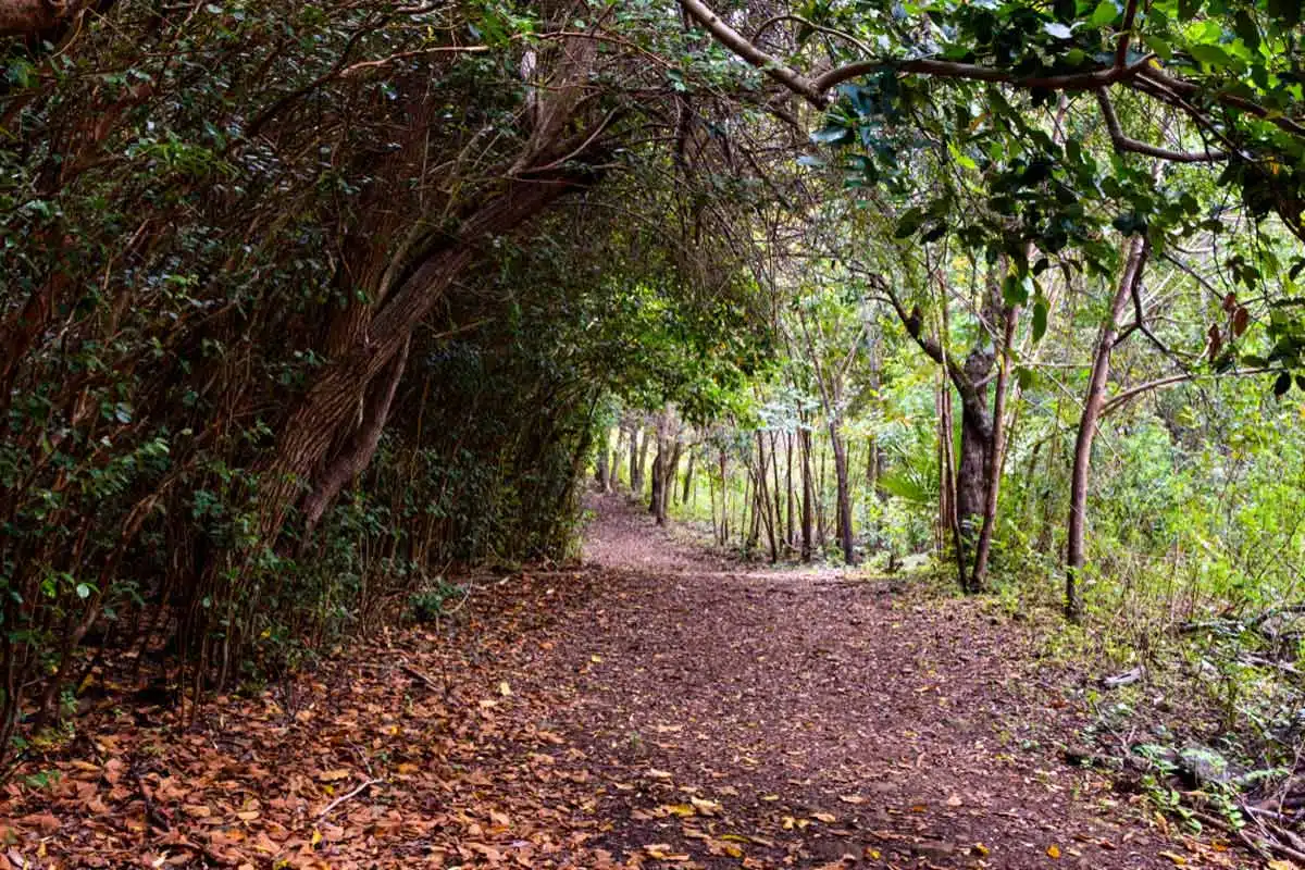 Black River Gorges National Park Macchabee Trail Mauritius