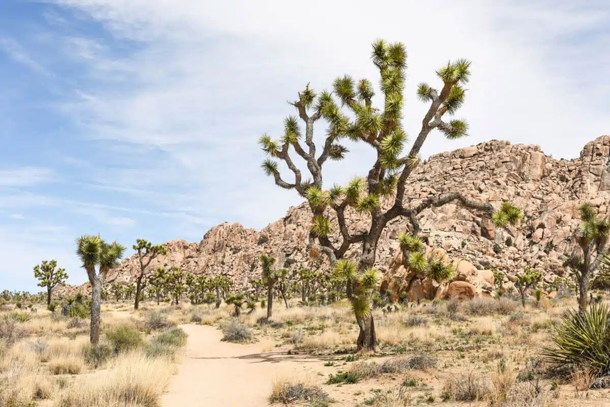 Boy Scout Trail