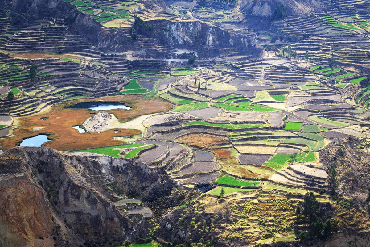 Cañón Del Colca, Peru