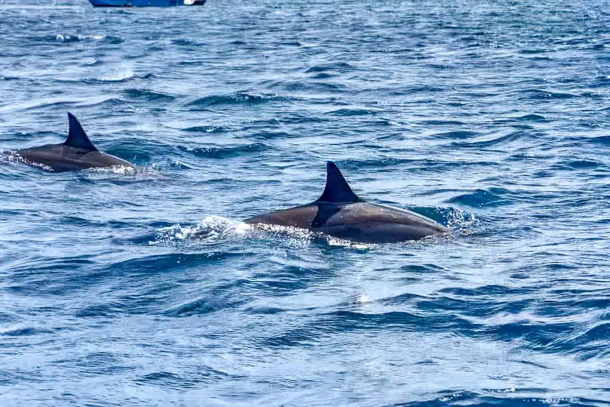 Dolphins Mauritius