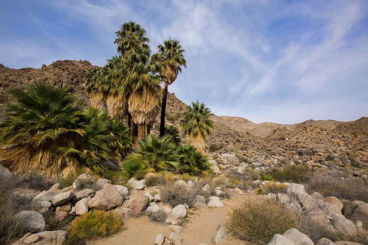 Fortynine Palms Oasis Hike