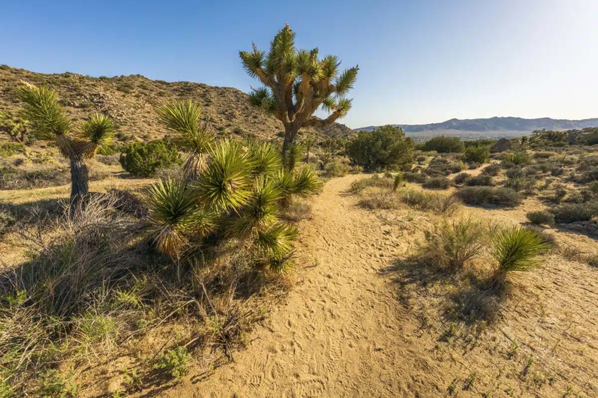 High View Nature Trail Joshua Tree