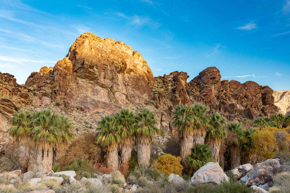 Indian Canyons near Palm Springs, CA, USA