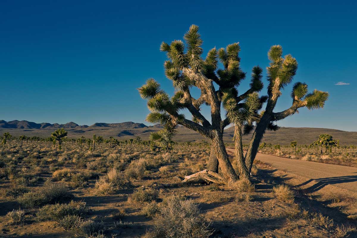 Lee Flat Joshua Tree Forest