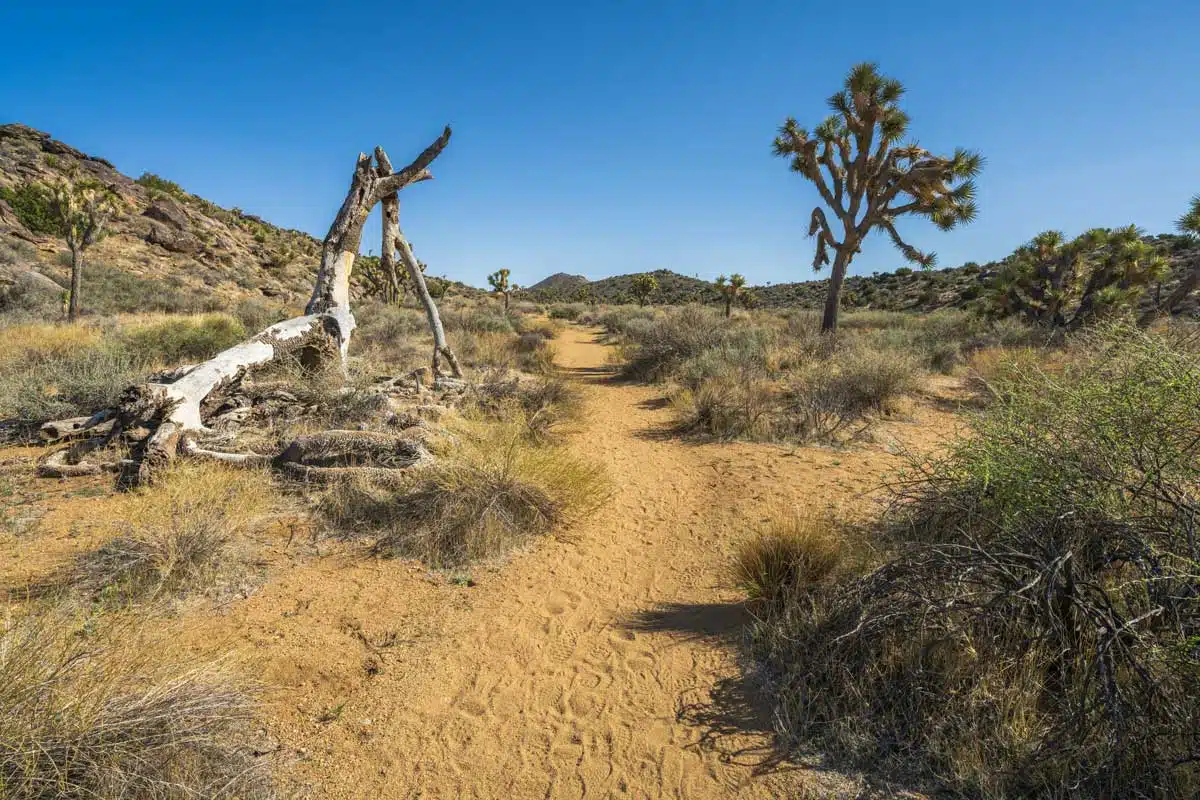 Lost Horse Mine