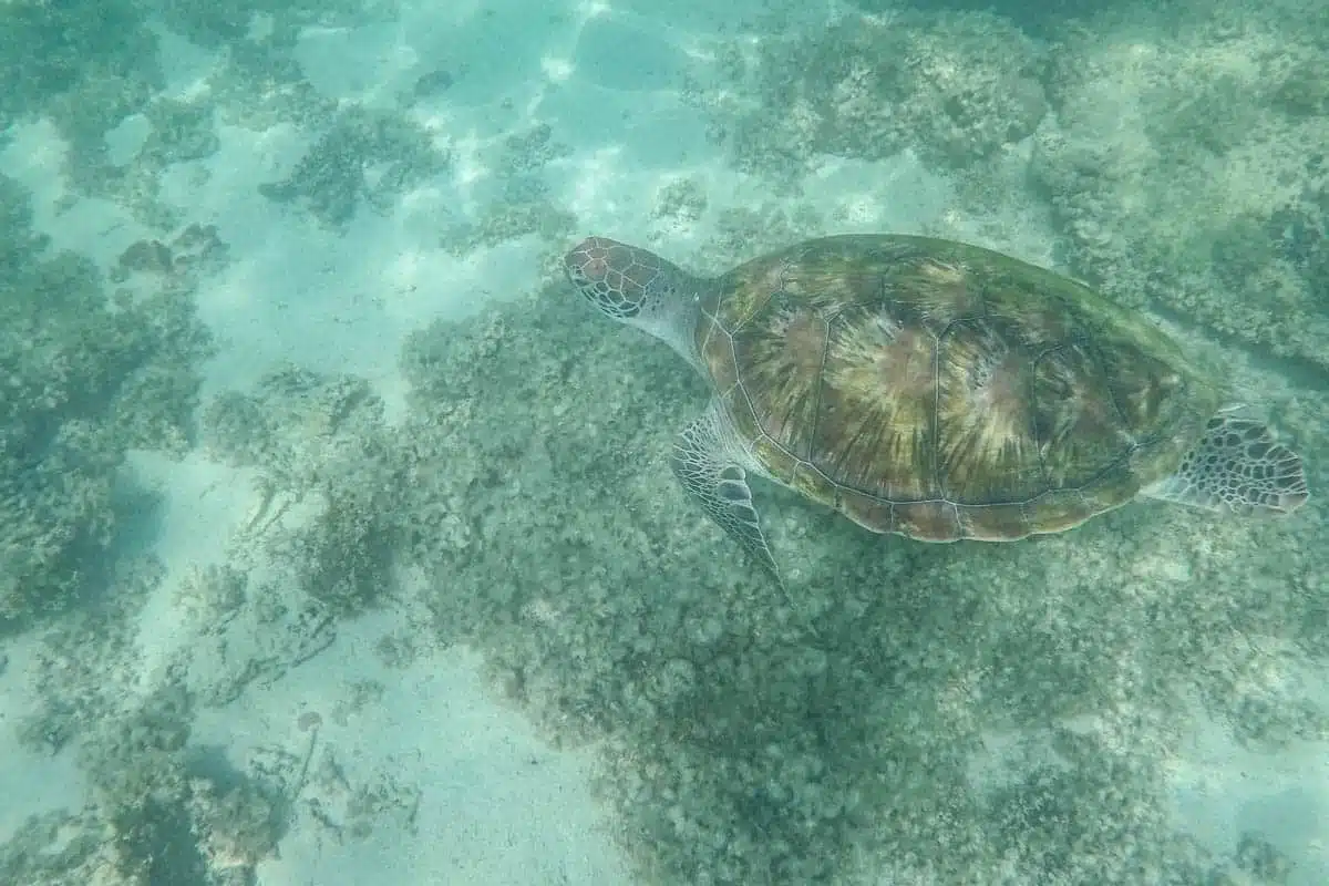 Snorkelling Fish Mauritius