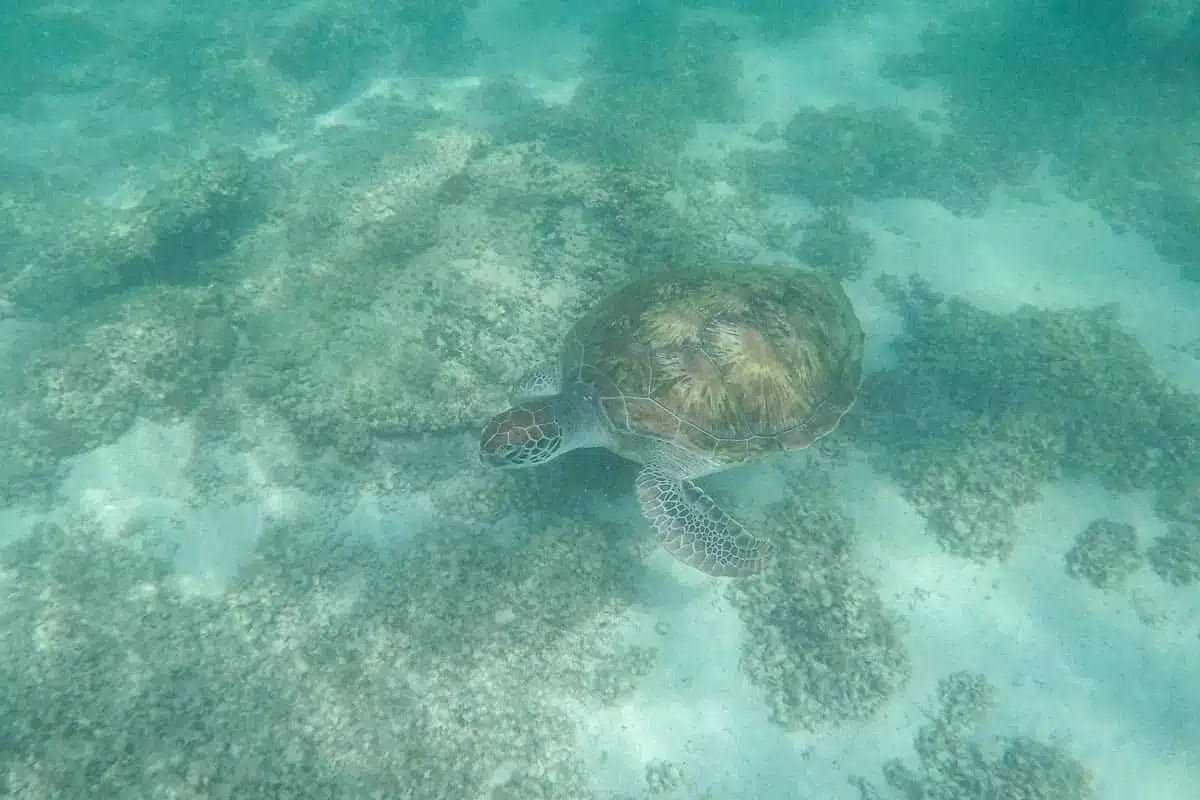 Snorkelling Fish Mauritius