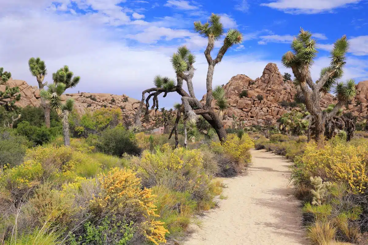 Wall Street Mill Trail Joshua Tree