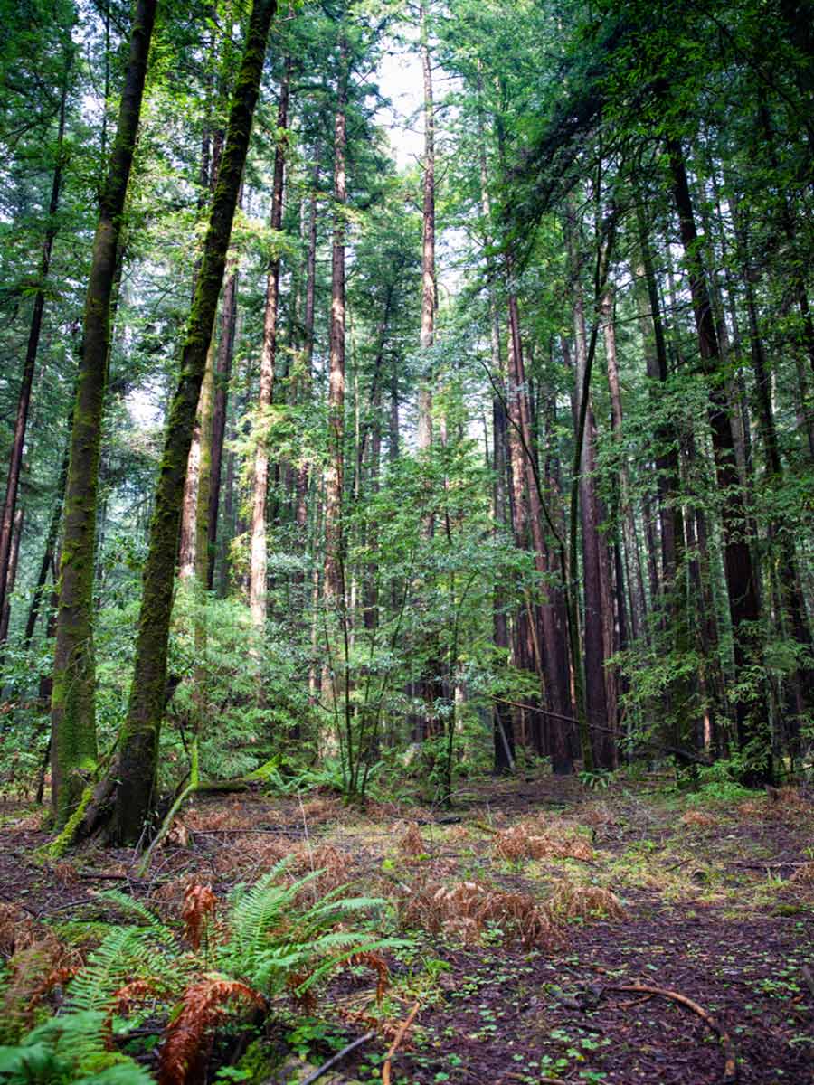 Armstrong Redwoods State Natural Reserve 