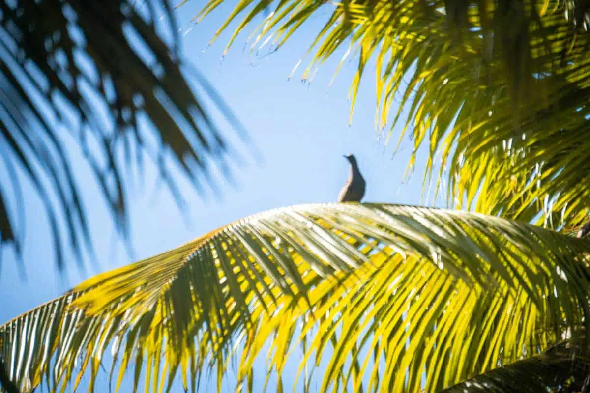 Birds Remire Seychelles