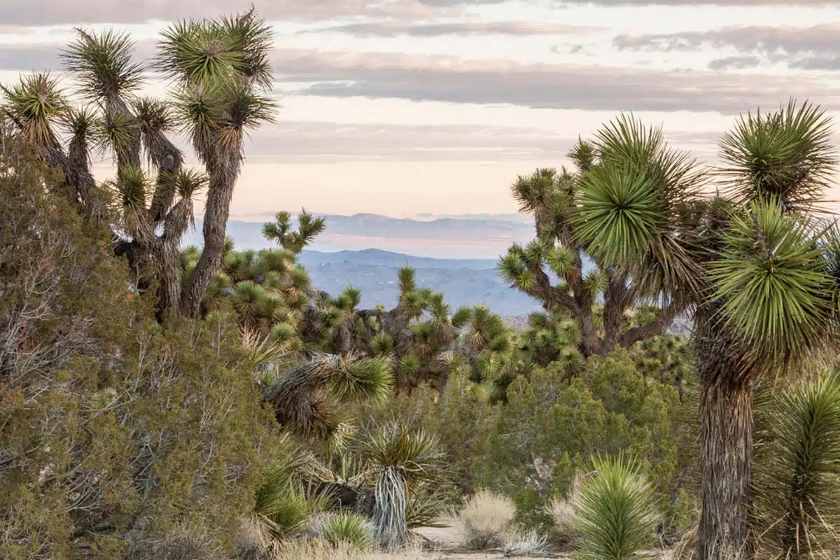 Black Rock Campground, Joshua Tree National Park