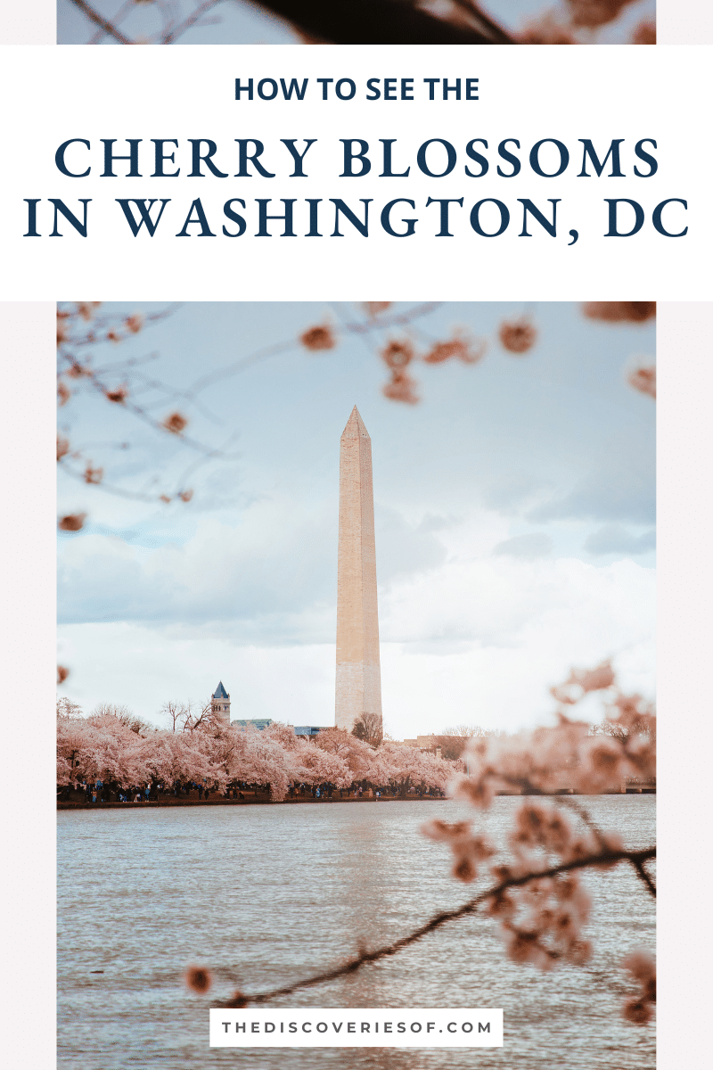 Cherry Blossoms in Washington, DC