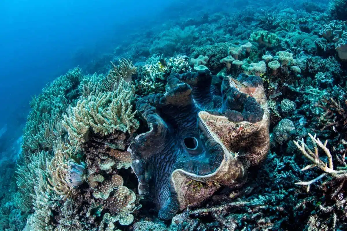 Clam Sanctuary Camiguin