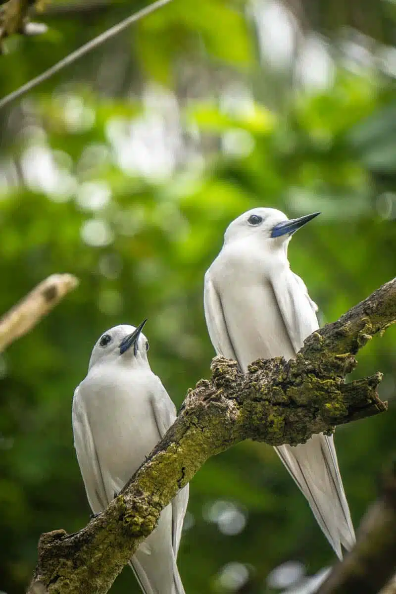 Fairy Terns Aride Seychelles