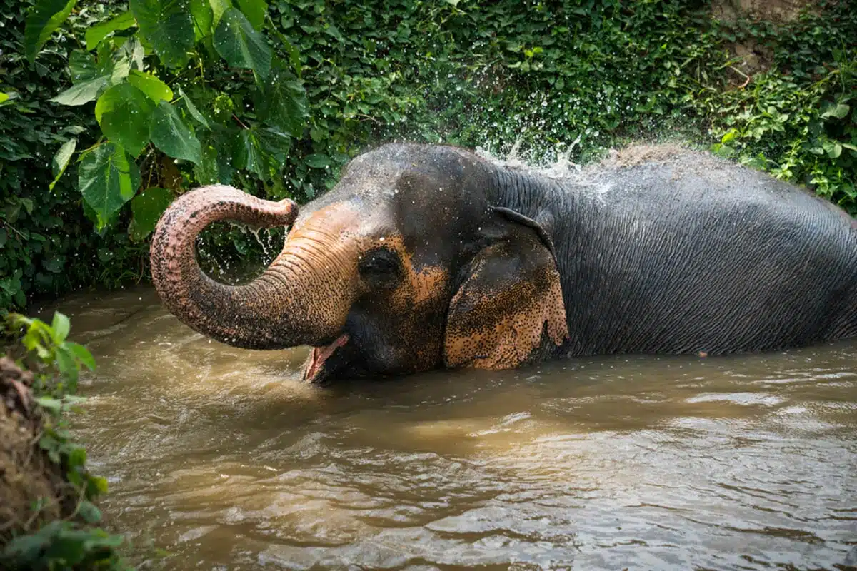 Green Elephant Sanctuary Park  Phuket Thailand