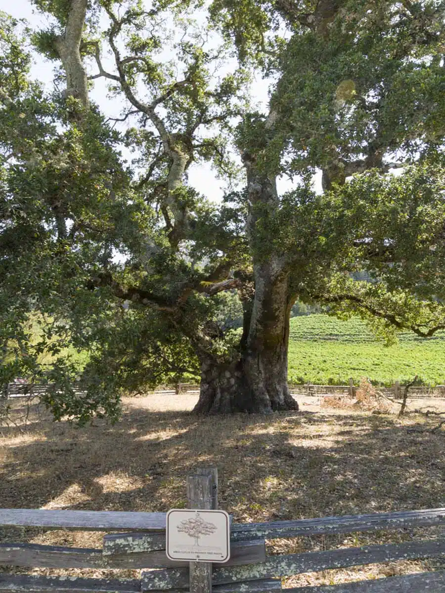 Jack London State Park in Glen Ellen California