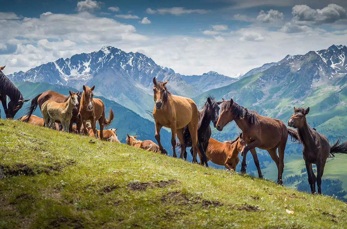 Jyrgalan Valley 